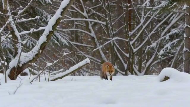 Veo 3 AI generation example